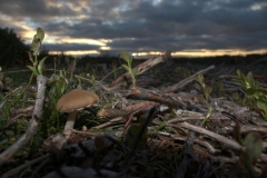 Fungi on the Longmynd by Matthew Halstead
